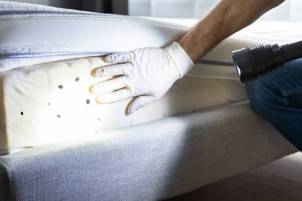 Best Termite Control Services  in Nephi, UT